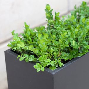 Jardiniera dreptunghiulara mare din beton armat UM877 plante verzi naturale